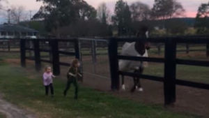 Девочка соревнуется с лошадью