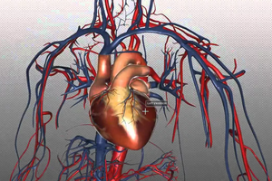 Сердце и сосуды: 10 мифов, которые могут стоить вам жизни