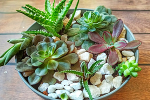 Мини-садик из суккулентов своими руками: просто, красиво и очень уютно