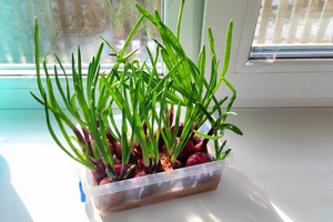 Как вырастить зелёный лук дома круглый год в упаковке из-под яиц