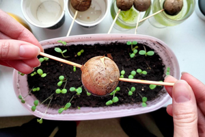 Как вырастить авокадо из косточки и превратить её в домашнее деревце