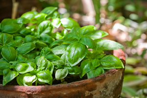 Как посеять базилик букетным способом: простой способ вырастить много ароматной зелени