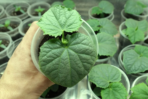 Ранний урожай огурцов без лишних хлопот: необычный способ посадки