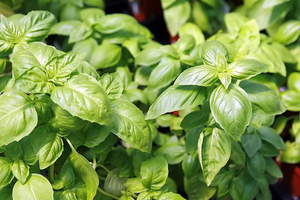 Как вырастить базилик дома: простой и эффективный способ