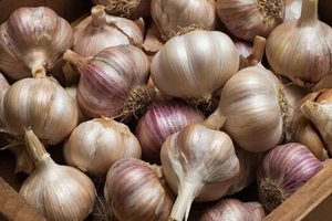 Чеснок: простой продукт с мощным эффектом для здоровья сердца