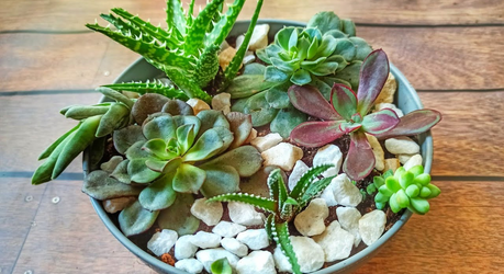 Мини-садик из суккулентов своими руками: просто, красиво и очень уютно