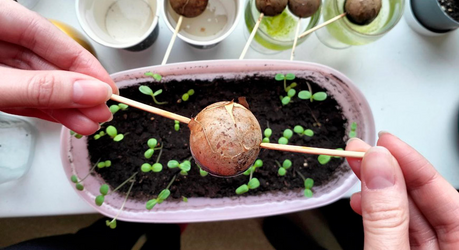 Как вырастить авокадо из косточки и превратить её в домашнее деревце