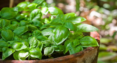 Как посеять базилик букетным способом: простой способ вырастить много ароматной зелени