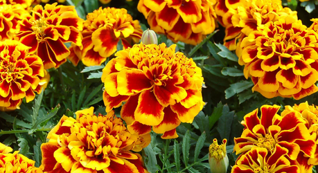 Как посеять бархатцы «букетным способом» — просто и эффективно