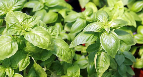 Как вырастить базилик дома: простой и эффективный способ