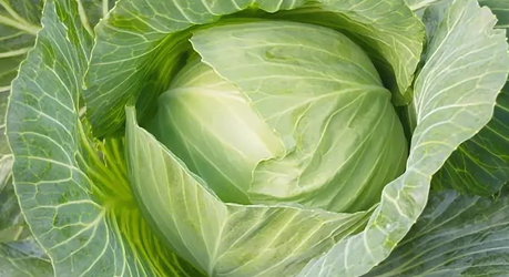 Капуста — простой продукт с неожиданной пользой