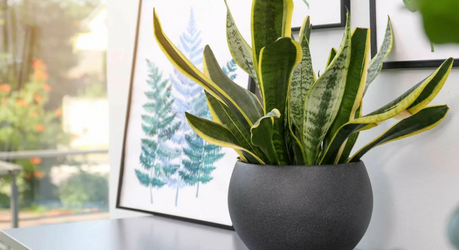 Сансевиерия: идеальное растение для дома и как правильно её пересадить