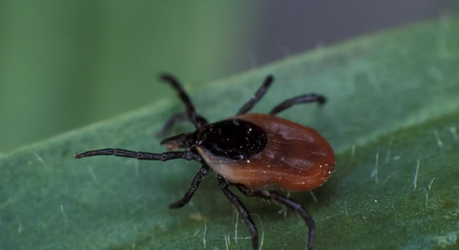 Что можно и нельзя делать при укусе клеща
