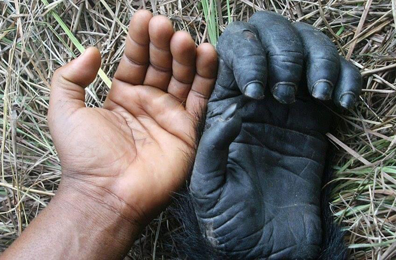 Зачем человеку пальцы. Рука шимпанзе. Кисть руки человека и обезьяны.