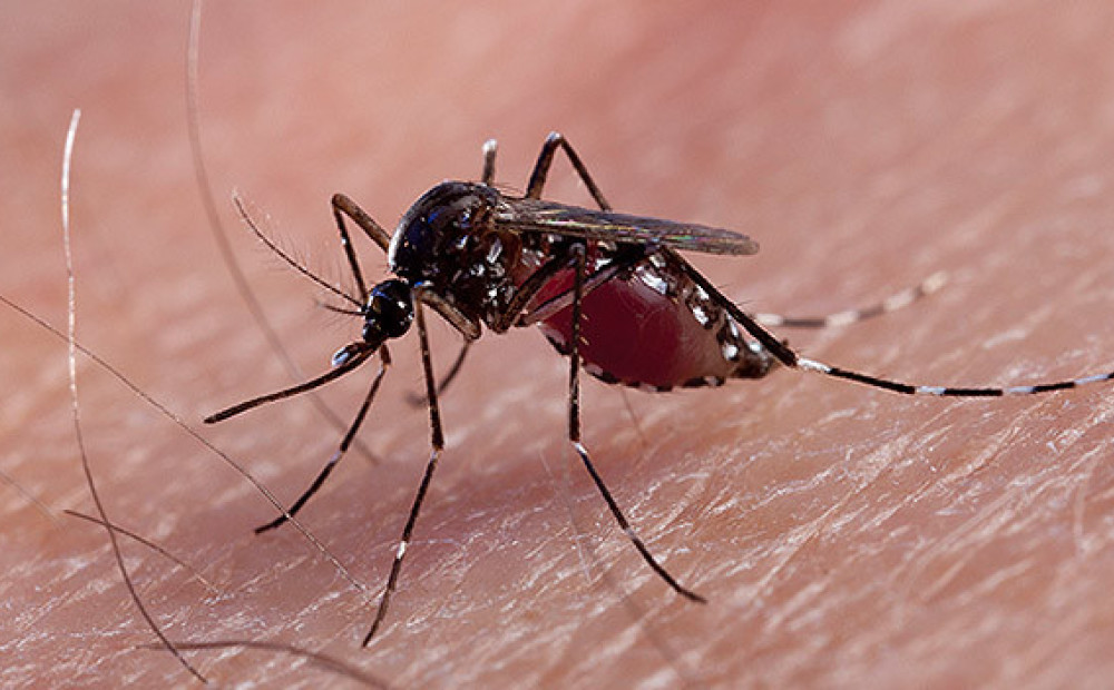 Комары какая группа крови. Кровососущие насекомые комары. Кровососущие комары кровососущие комары.
