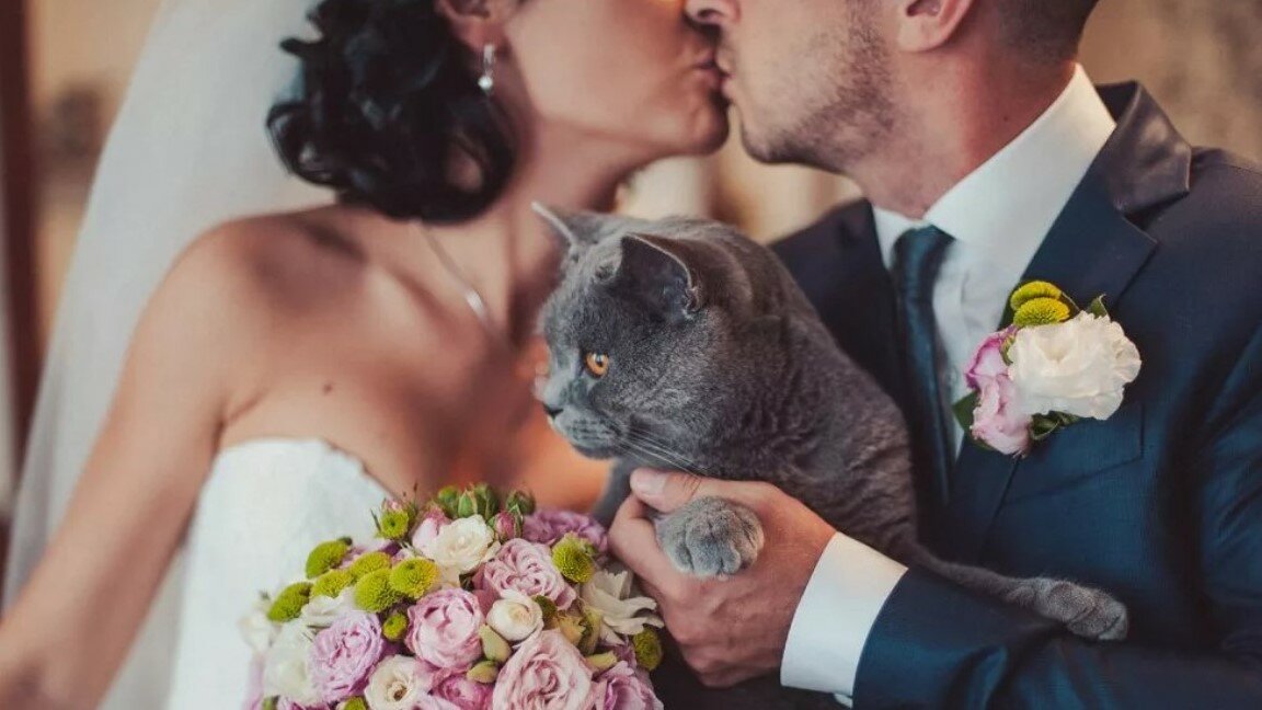 Кошки выходят замуж. Свадебные коты. Свадебная фотосессия с котом. Кот невеста. Фотосессия невеста и кот.