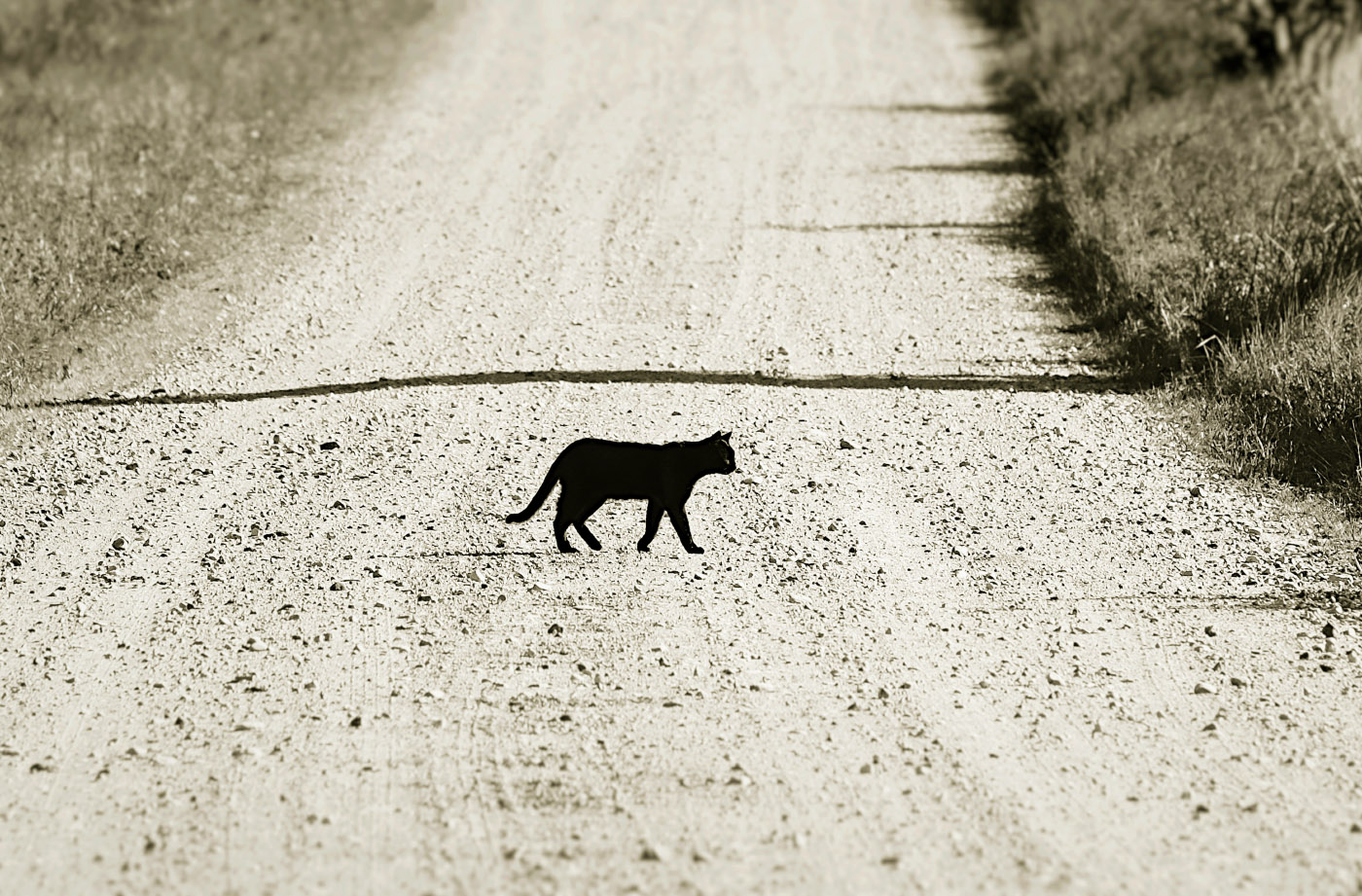 Что делать если кошка перебежала дорогу. Чёрная кошка перебежала дорогу. Чёрный кот перебежал дорогу. Черная кошка перебегает дорогу. Примета черная кошка перебежала дорогу.