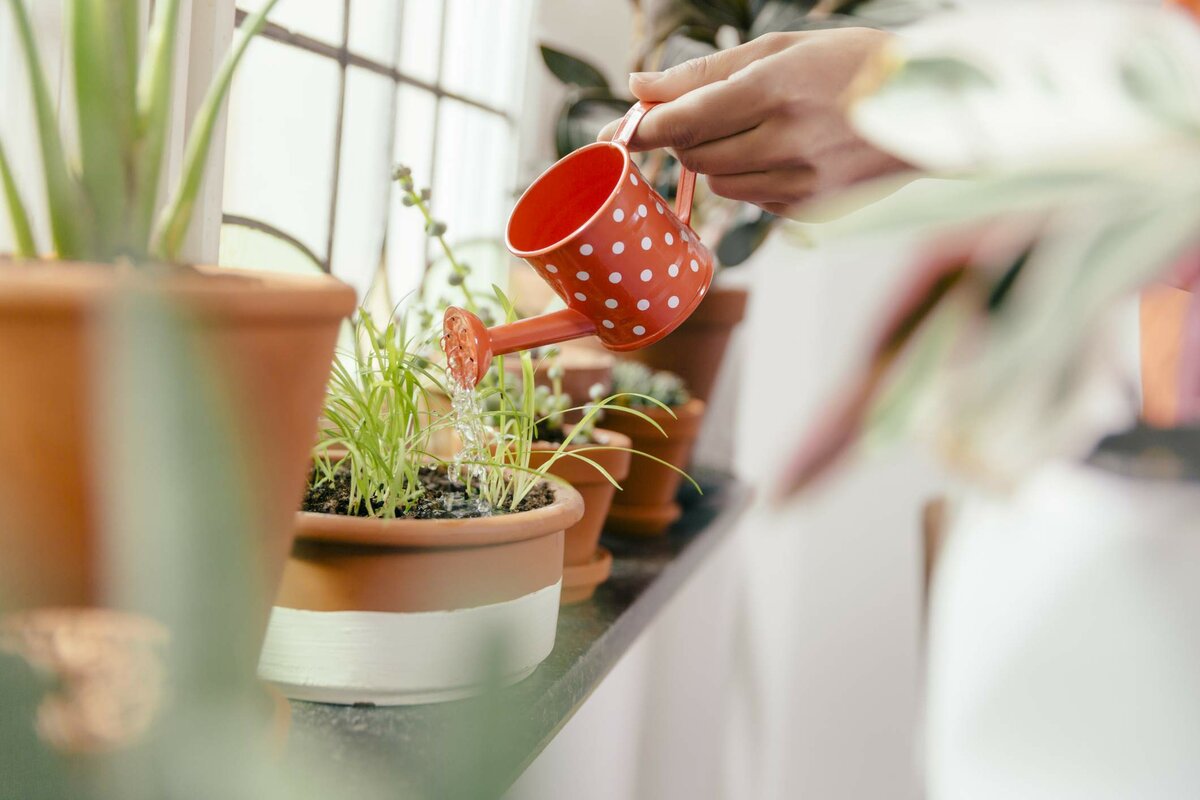 5 универсальных правил полива комнатных растений