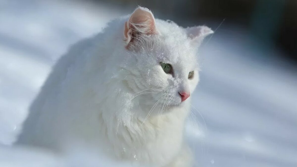 Снег идет пушистый белый. Снежная кошка. Белый кот на снегу. Белый котёнок в снегу. Белая кошка на снегу.