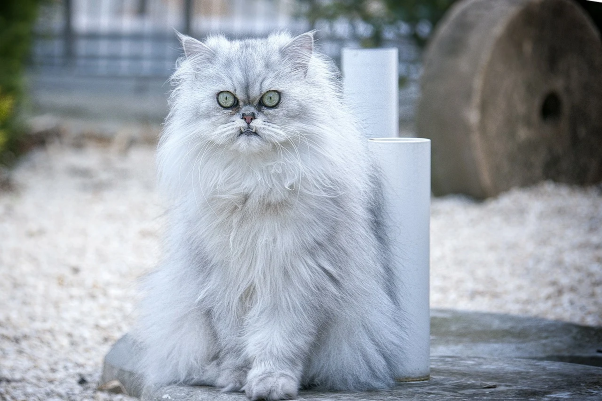 Как называется киса. Персидская шиншилла экзот. Персидская длинношерстная кошка Джуно. Персидская голубая шиншилла. Британская длинношерстная шиншилла.