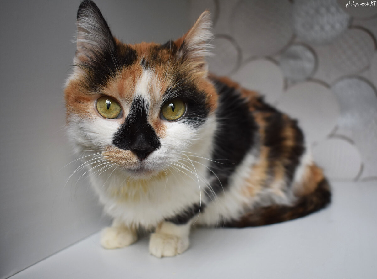 Персидская трехцветная кошка