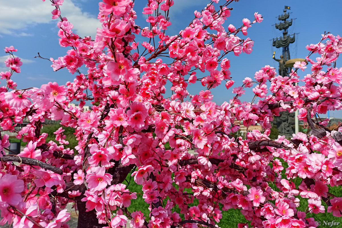 Розовое дерево в сочи. Розовое дерево Байя. Китайское дерево с розовыми цветами. Дерево с розовыми цветами в Сочи. Дерево с розовыми цветами в Крыму.