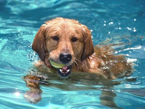 Собака купается вода загрузить
