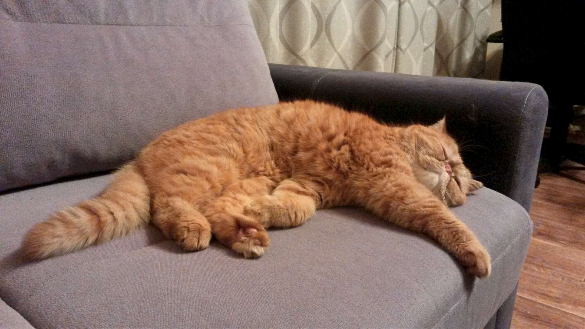 Неделя большими кошками. Рыжий кот на диване. Коты на диване. Диван кошка. Кошка лежит на диване.