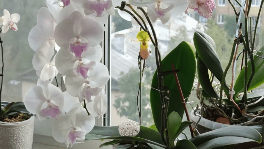 Условия конопли во время цветения браузер тор скачать телефон hydra2web
