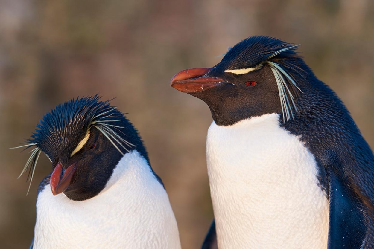 Rockhopper Penguins in the Falkland Islands