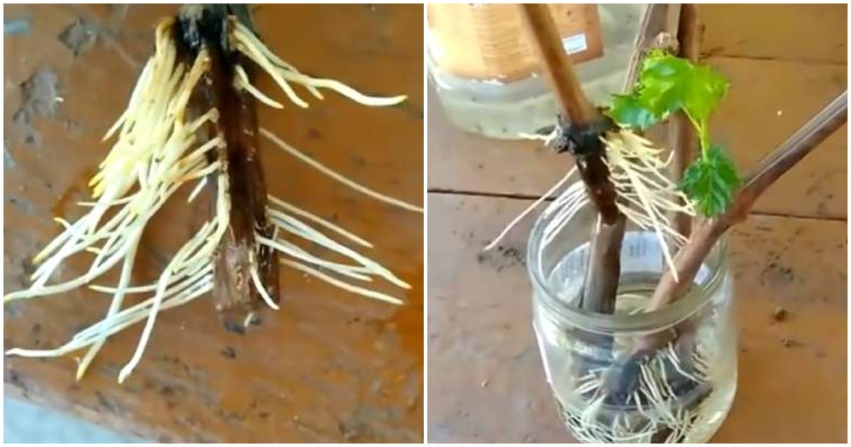 черенки розы эпин. черенок пустил корни. черенок пустил корни. укоренение черенков роз в воде. укоренить ежевику зелеными черенками.