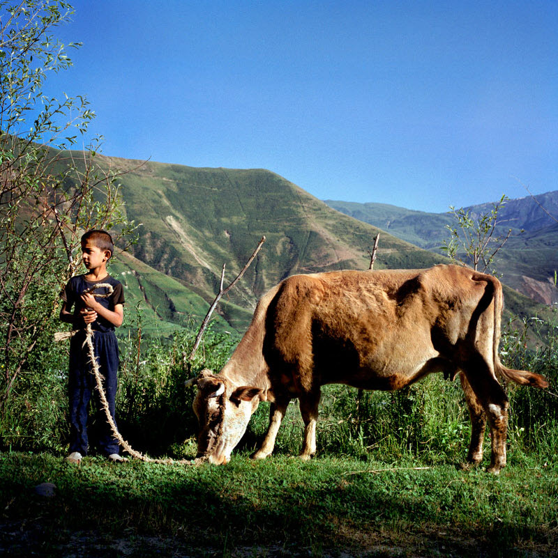 Настоящий таджикский. Корова в Таджикистане. Корова деревня в Таджикистане. Пастух Таджикистана. Реальный Таджикистан.