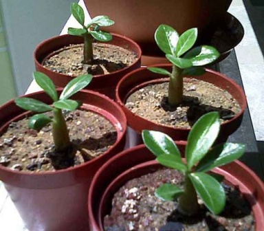 Комнатное Растение С Толстыми Листьями Фото
