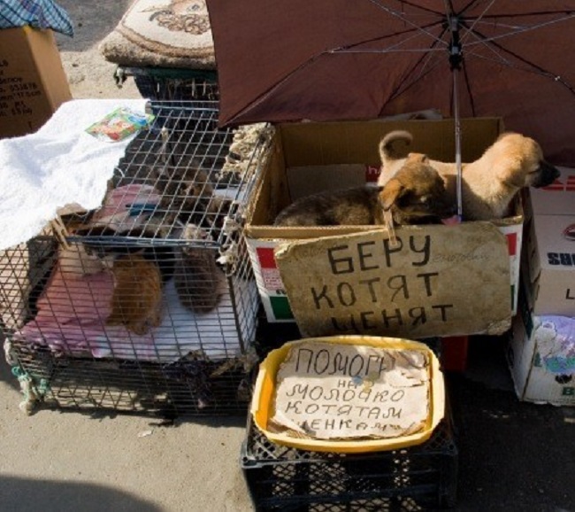 Садовод рынок птичий рынок. Садовод птичий рынок клетка для животных. Птичий рынок в калитниках. Птичий рынок мытищи. Птичий рынок закрыт.