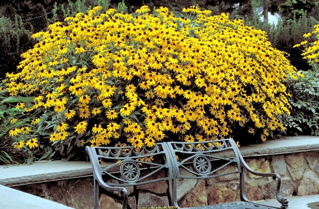 15 цветущих и декоративных растений в кашпо для улицы