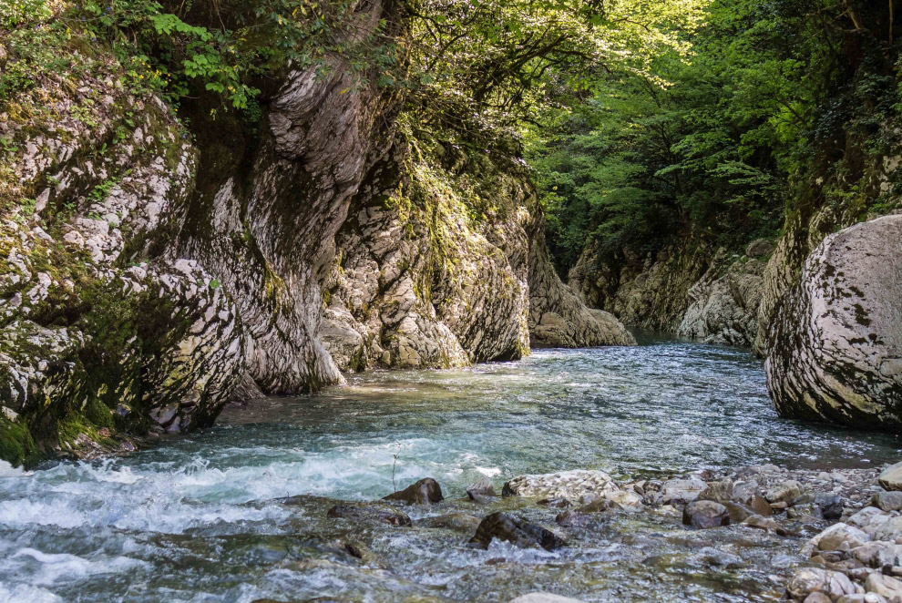 Самшитовая роща сочи фото