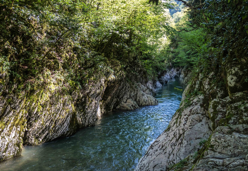 Самшитовая роща сочи фото