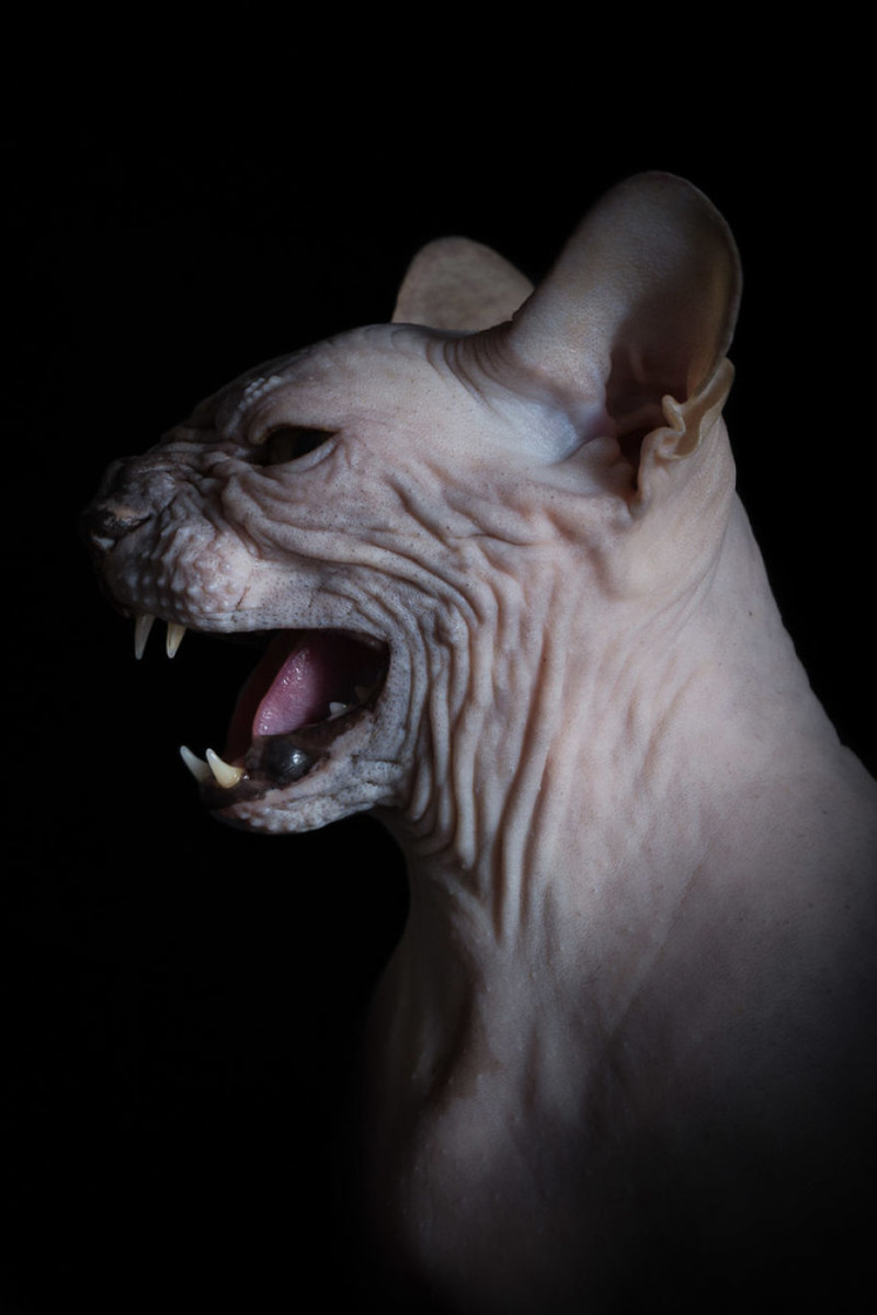 Фото страшной кошки