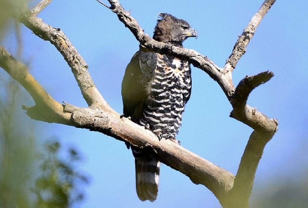 Ночная жизнь птиц. Африканский венценосный Орел. Мадагаскарский венценосный орёл. Венценосные Орлы в Африке. Stephanoaetus coronatus.
