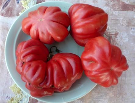 Лучшие американские сорта томатов: посадка и уход