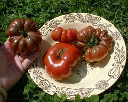 Лучшие американские сорта томатов: посадка и уход
