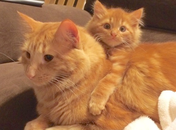 Крепкая дружба: рыжий котик и его маленькая копия неразлучны