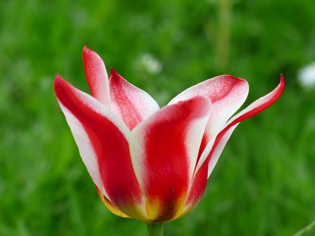 https://s.mediasole.ru/images/719/719196/tulip-red-white-tulpenbluete-flower-colorful.jpg